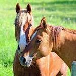Del's Triangle 3 Ranch