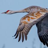 Cosumnes River Preserve