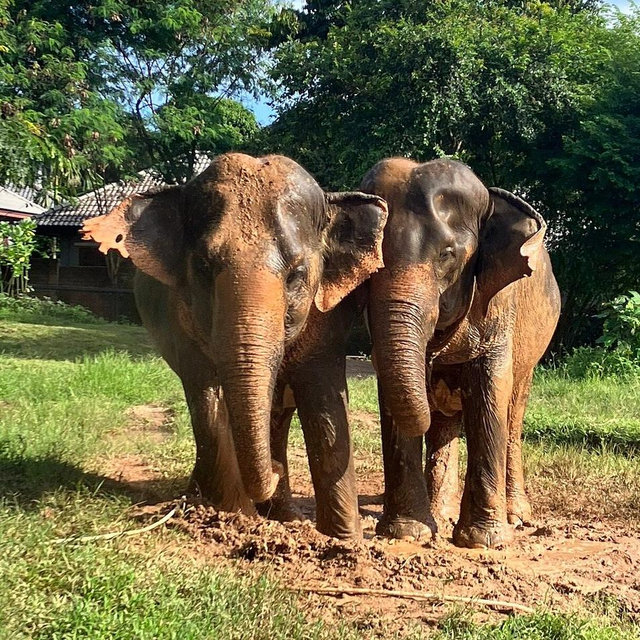 Elephant Sanctuary on Honeymoon for 2