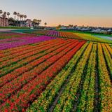The Flower Fields