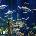 Wonders Of Wildlife National Museum & Aquarium