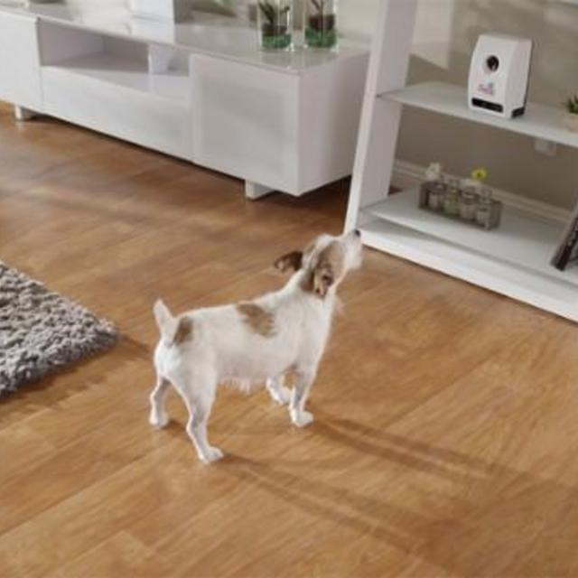 Petzila - Petzi Treat Cam - White