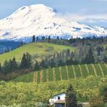 Cathedral Ridge Winery