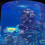 Gran Acuario Mazatlán "Mar de Cortés"