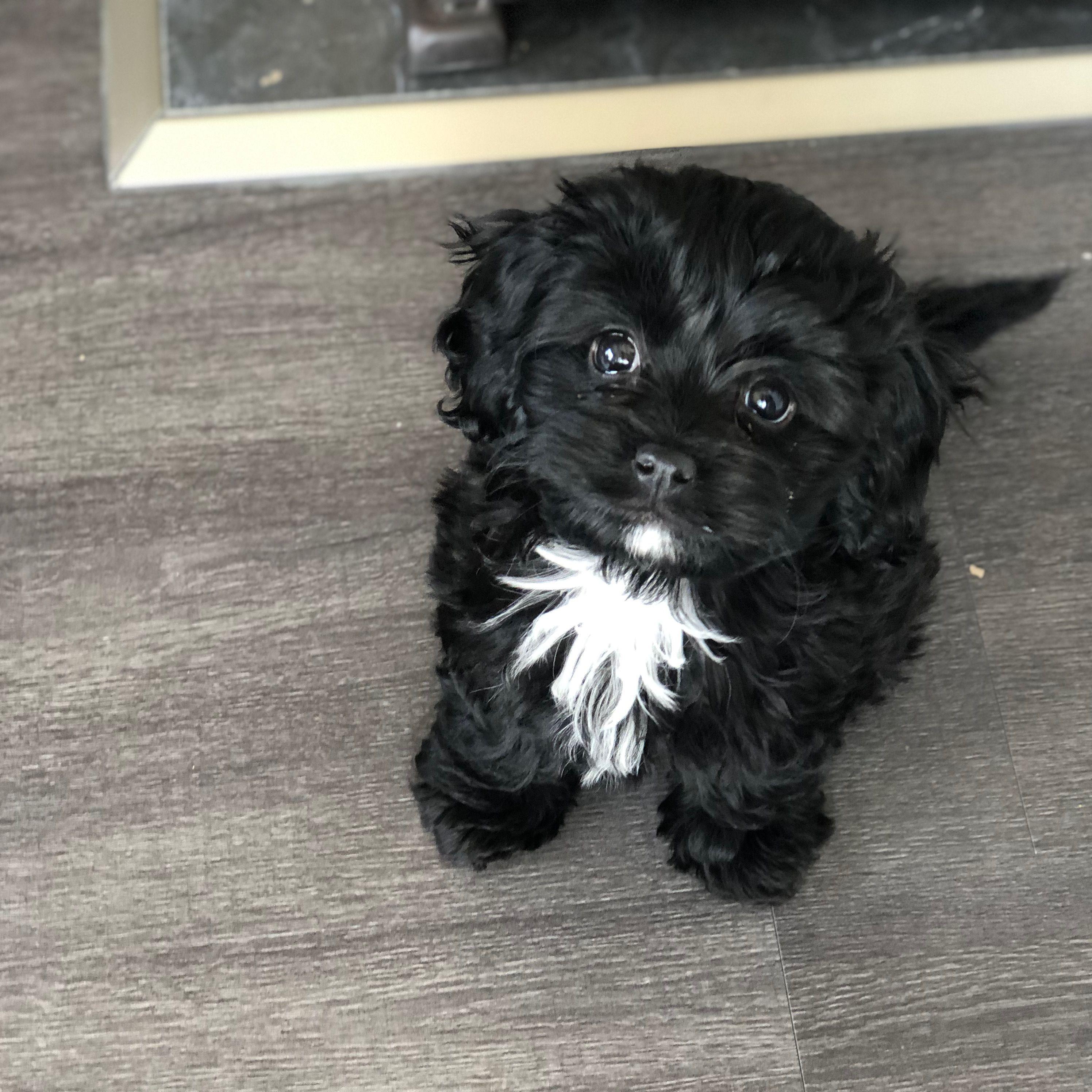 Rosie Loo came into our lives in April 2020. She makes every day a little better and we love her dearly.