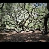 Angel Oak Tree