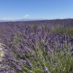 Valensole