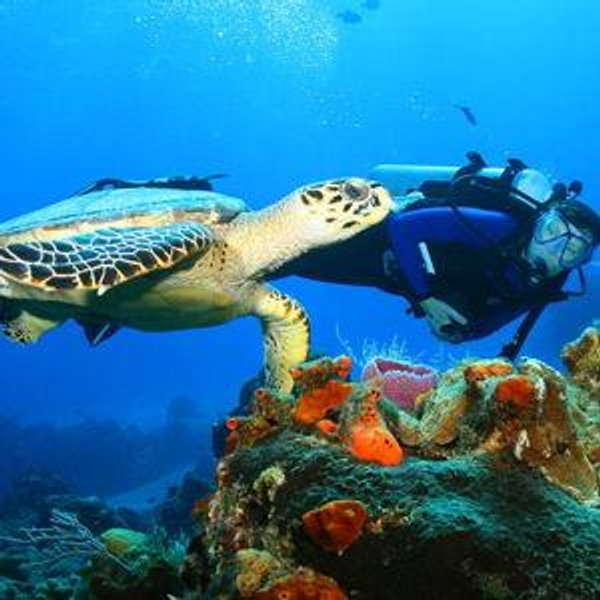 Swimming with the Turtles for two