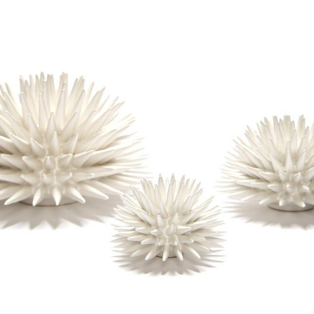 White Sea Urchin