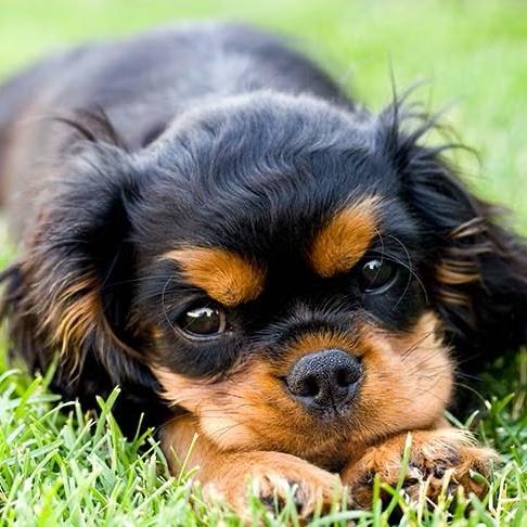 Puppy Fund