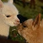 Eastland Alpacas