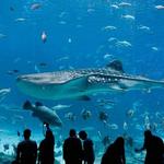 Georgia Aquarium