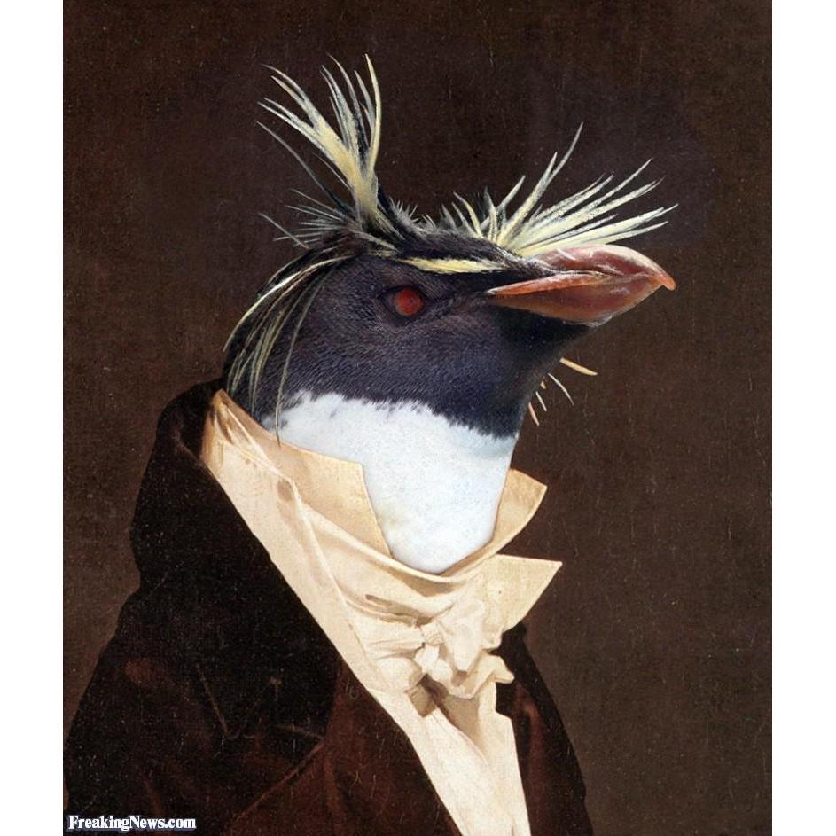 Here is a scholarly Rock Hopper Penguin