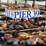 Pier 39