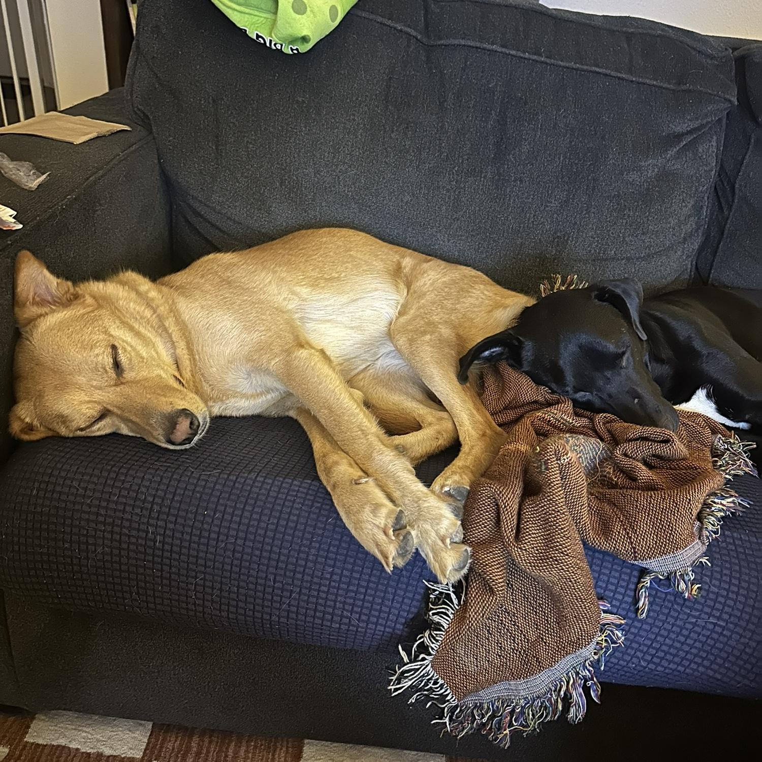 Penny is a great foster sister for our foster pups from the shelter! She makes them feel so at home before they find their forever home!