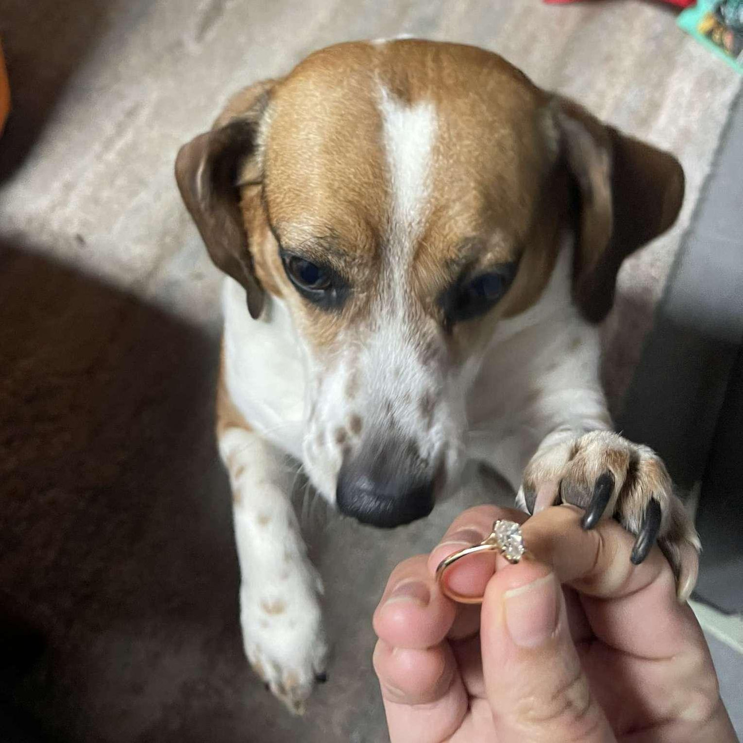 Clover approving the ring