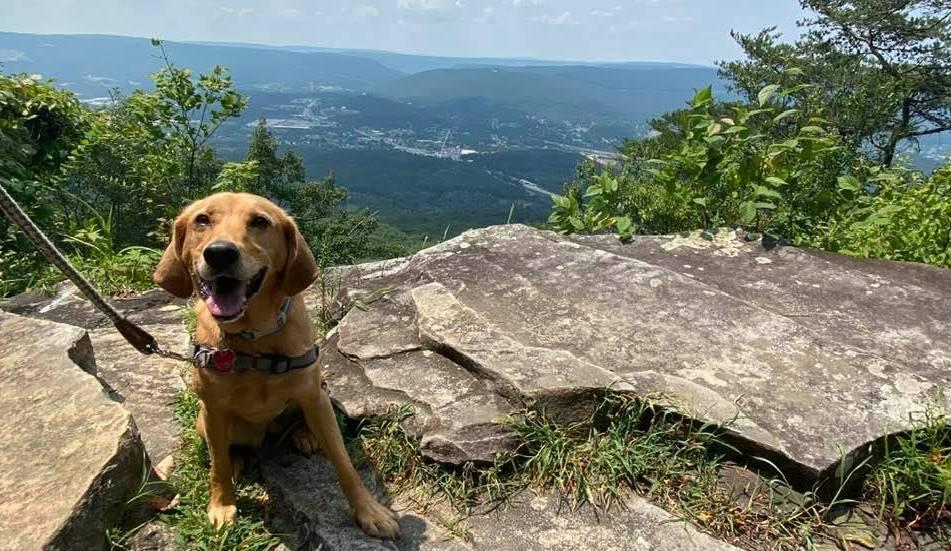 cdb1cb1d-a5a5-4dbe-b25d-42700fb1aaa0