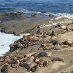 Sea Lions at Ellen Browning Scripps Park