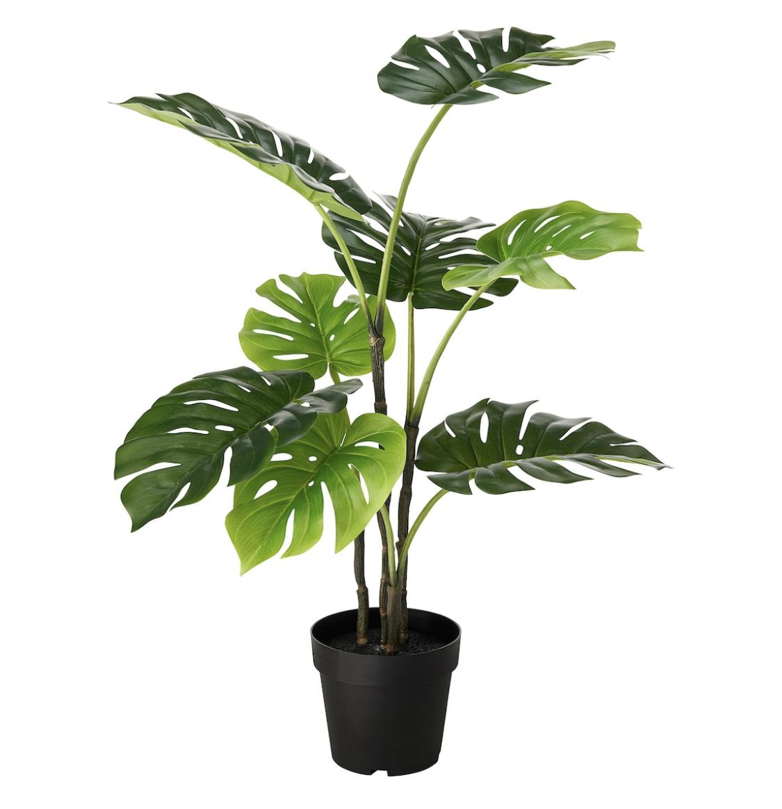 Monstera Plant