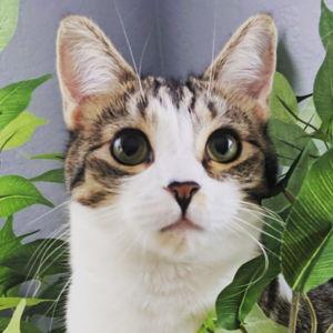 Arya's Pet Passport