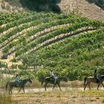 Cooper-Garrod Estate Vineyards