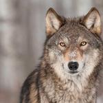 Wolf Sanctuary of PA