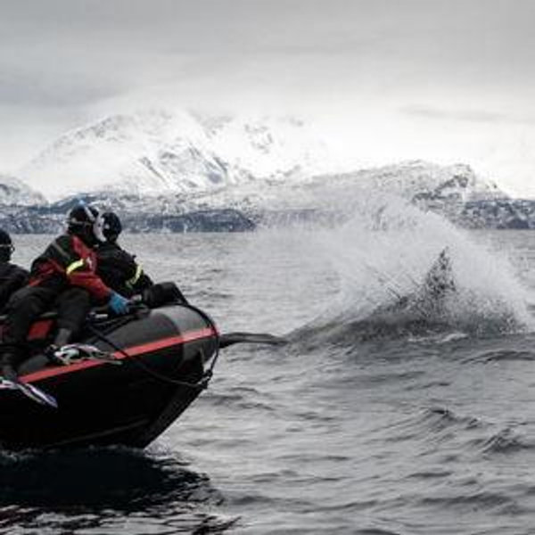 Swimming with Orcas