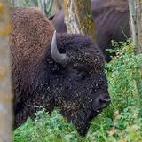 Paul Bunyan's Animal Land