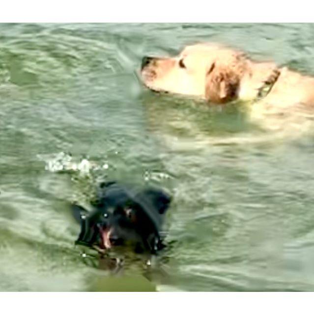 Cape San Blas, FL in 2023. Always knew labs were water dogs but found out dachshunds are, too!