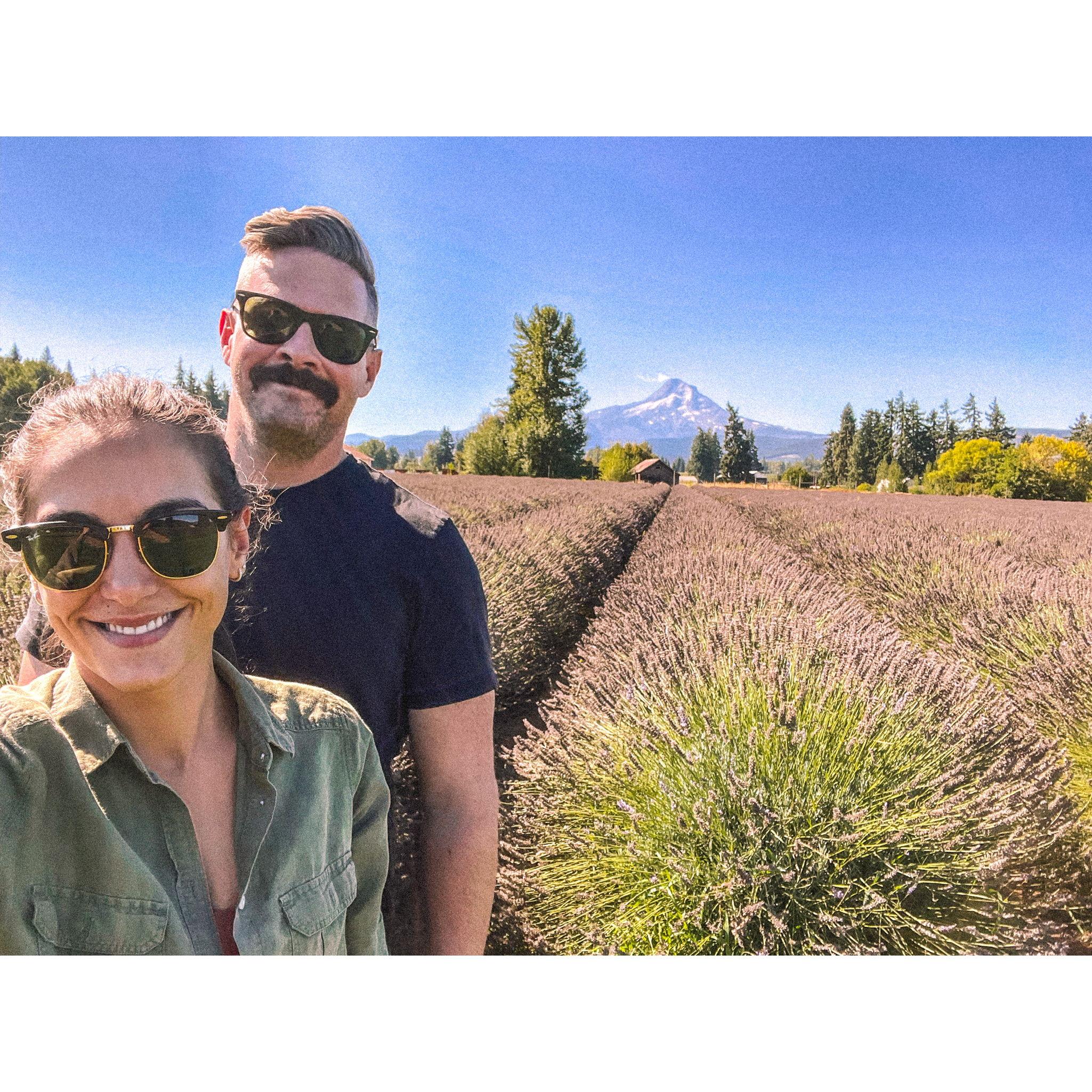 Lavender Farm in Oregon