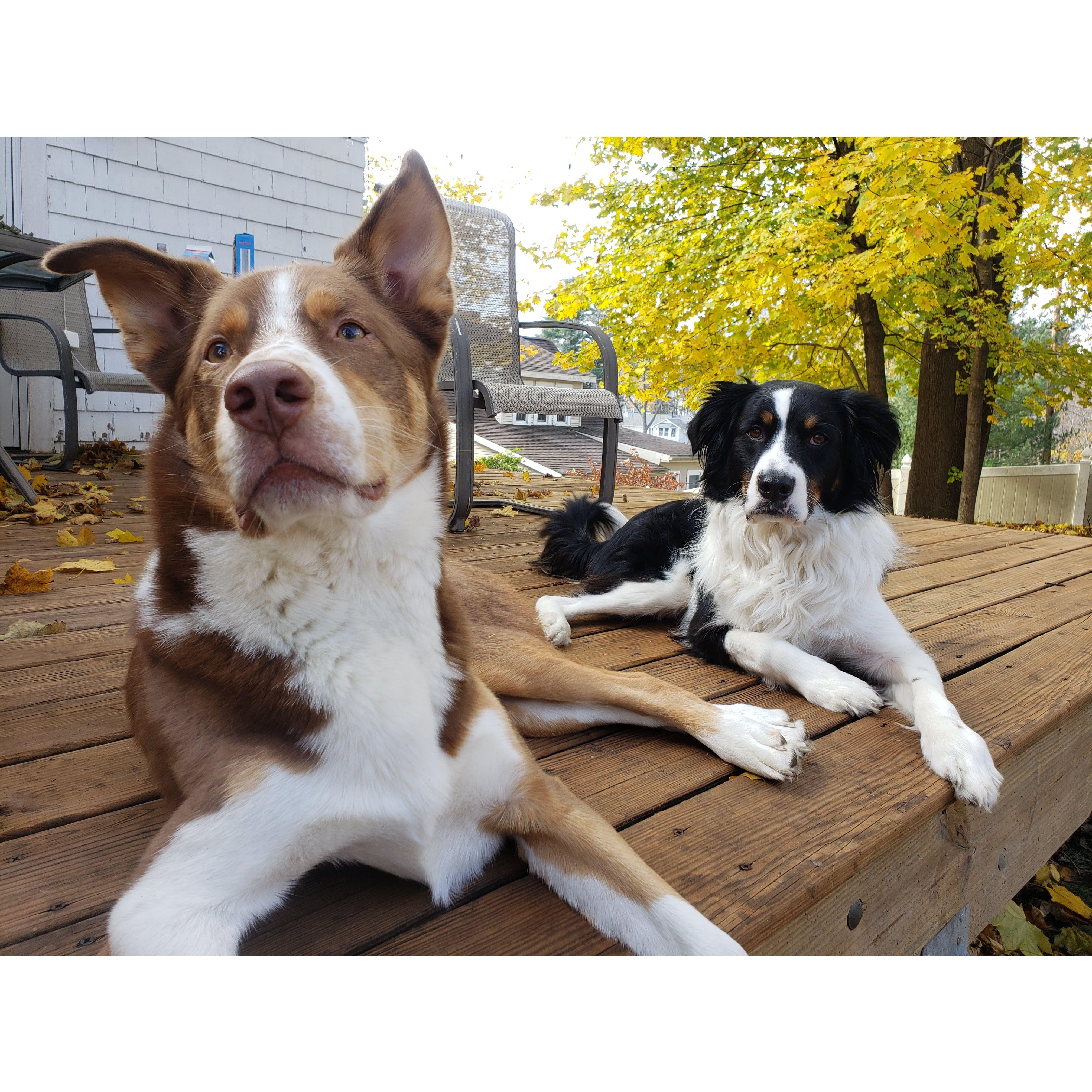 Gibson & Cooper lounging on our deck