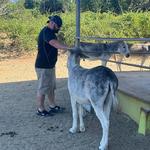 Donkey Sanctuary Aruba