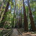 Muir Woods National Monument