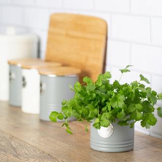 Living Herb Planter, Set of 2