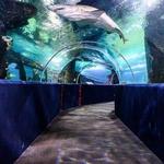 Greater Cleveland Aquarium