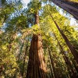Henry Cowell Redwoods State Park