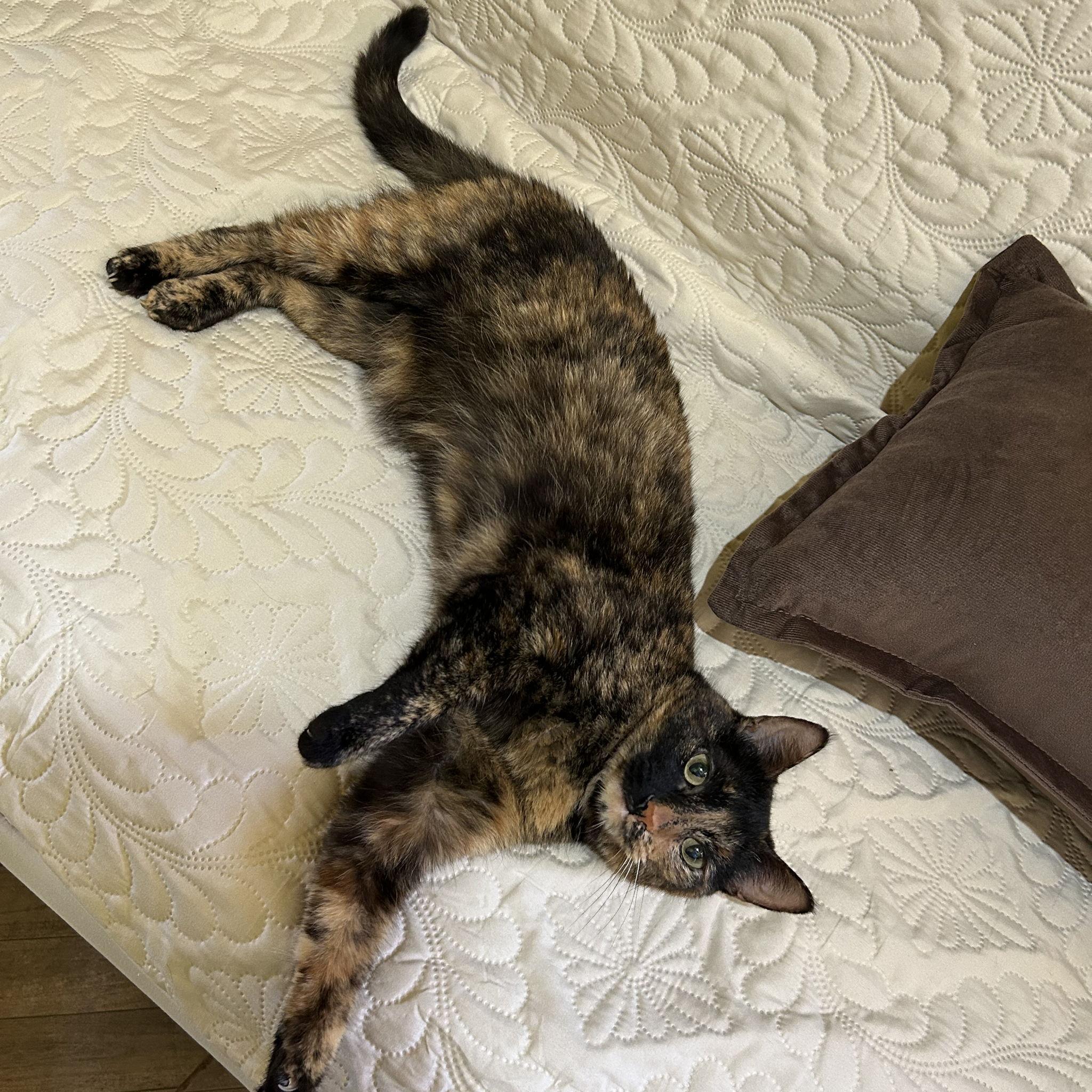 Carmela, nuestra gatihija♥️