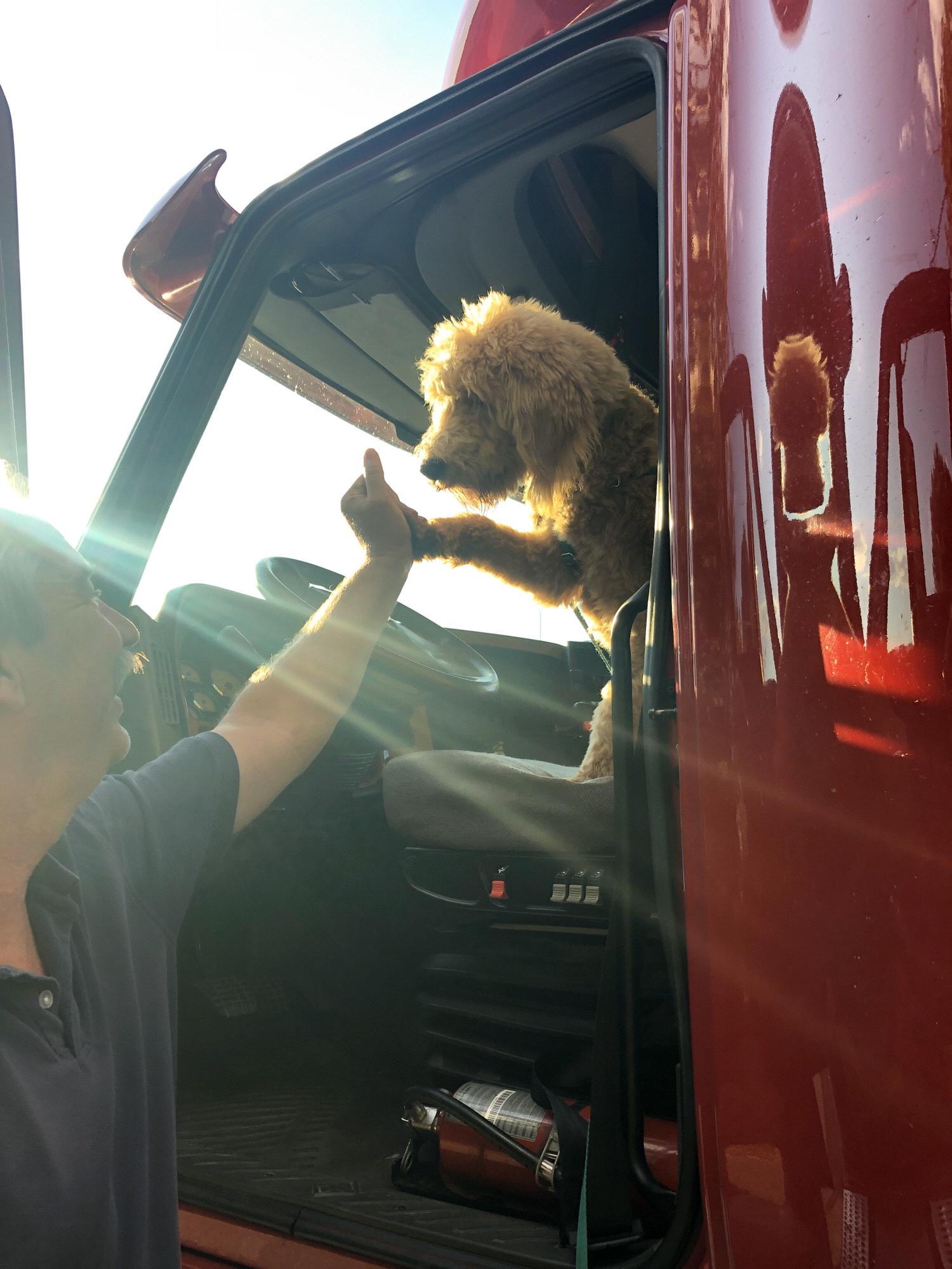 Hitching a ride with grandpaw 2019