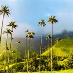 Valle de Cocora (Coffee Region Colombia)