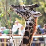 Seneca Park Zoo