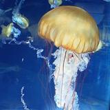 Adventure Aquarium