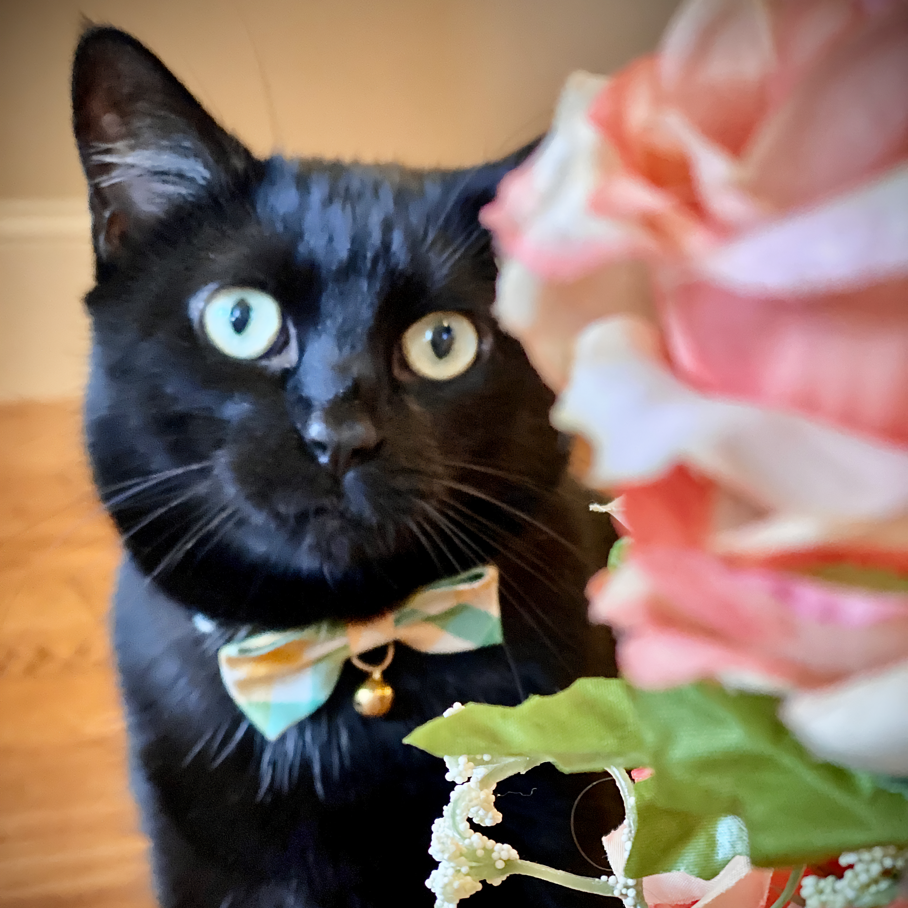 Dipper! Have you or a loved one been bapped by Dipper? You may be entitled to cat-pensation.