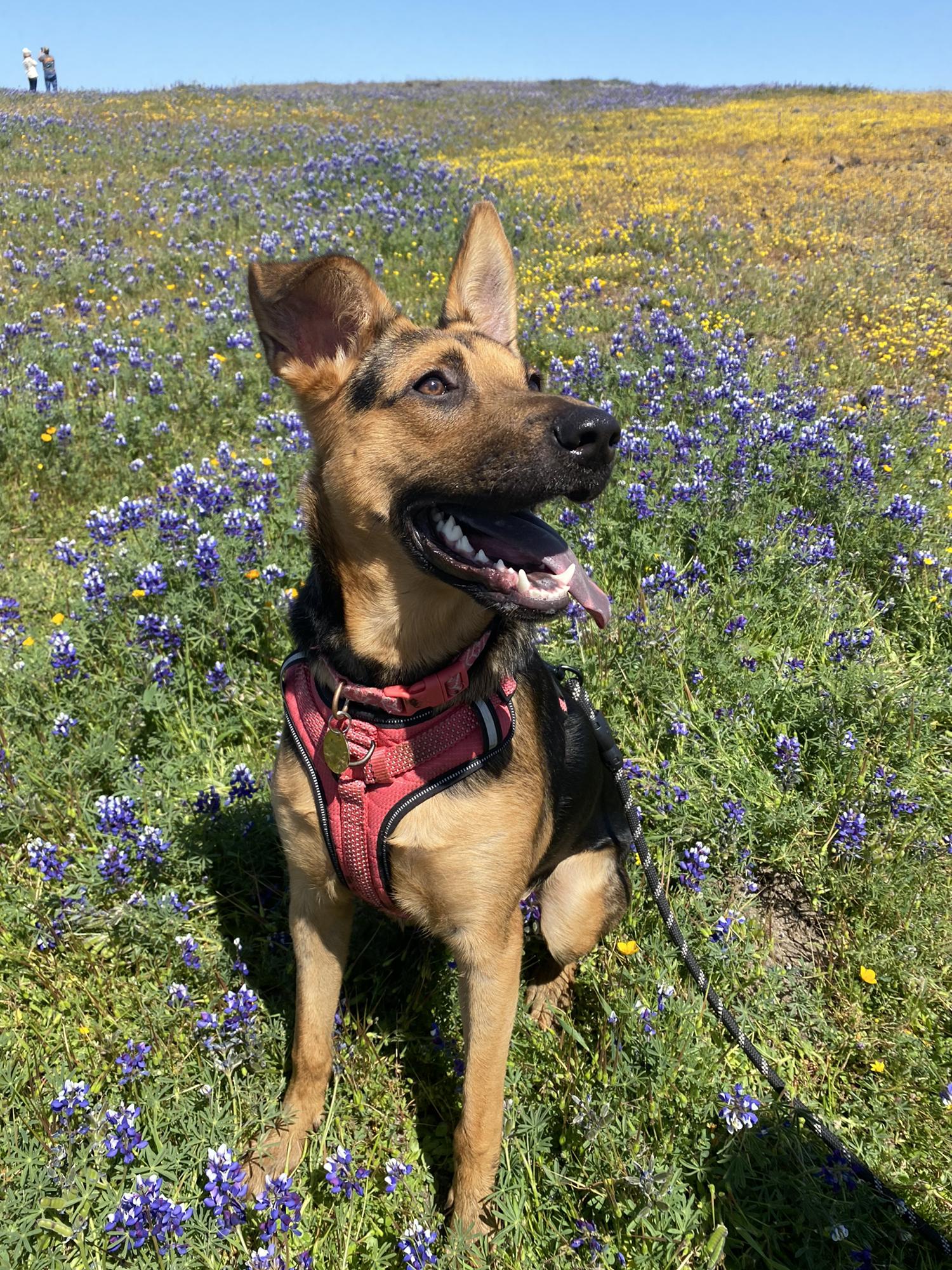 Our baby girl, Harley
