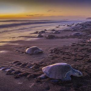Sea Turtle Wildlife Refuge
