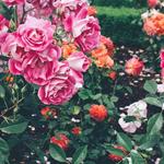 International Rose Test Garden