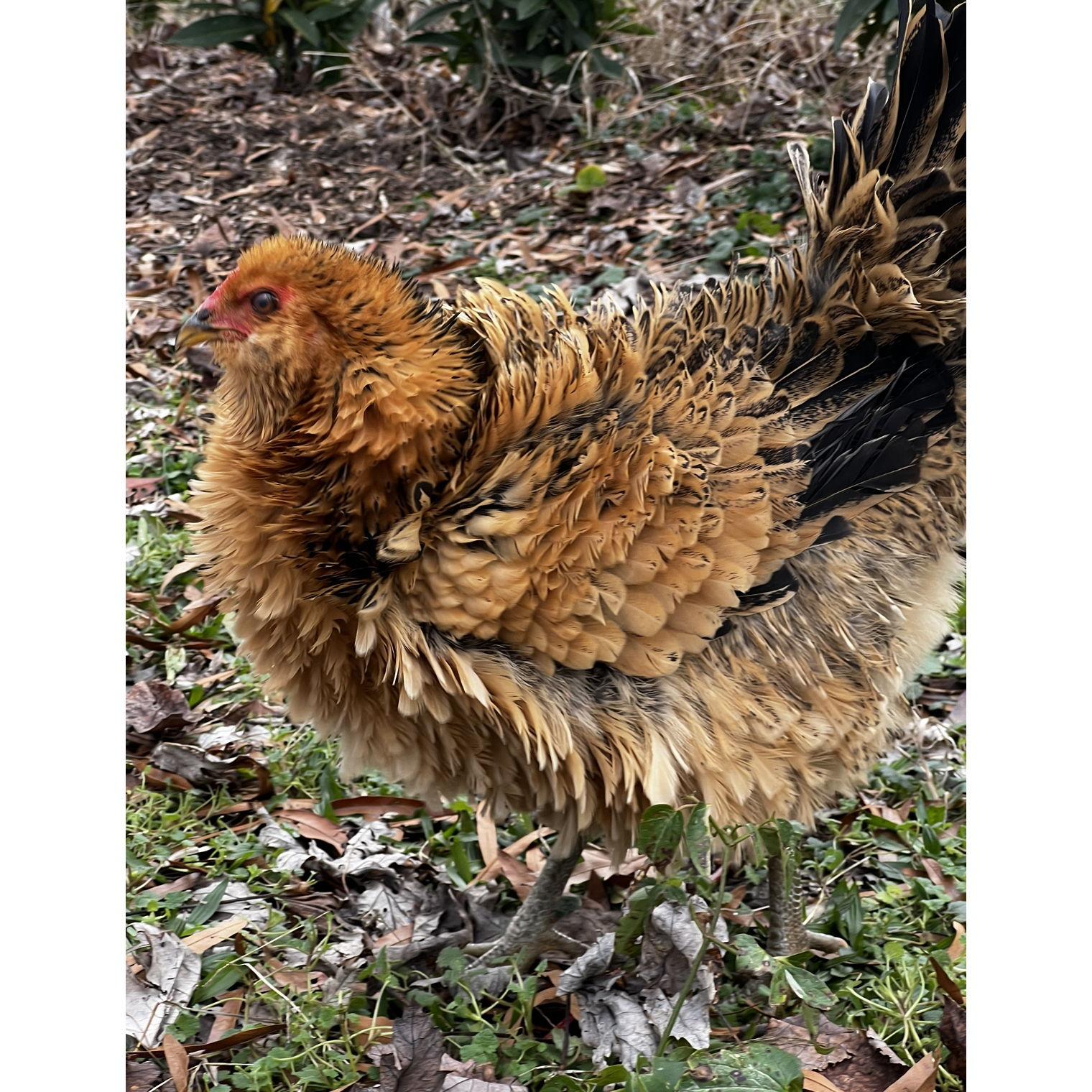Miss Frizzle is the most skittish of all of our birds. Her feathers are frizzled, her little brain quite frazzled.