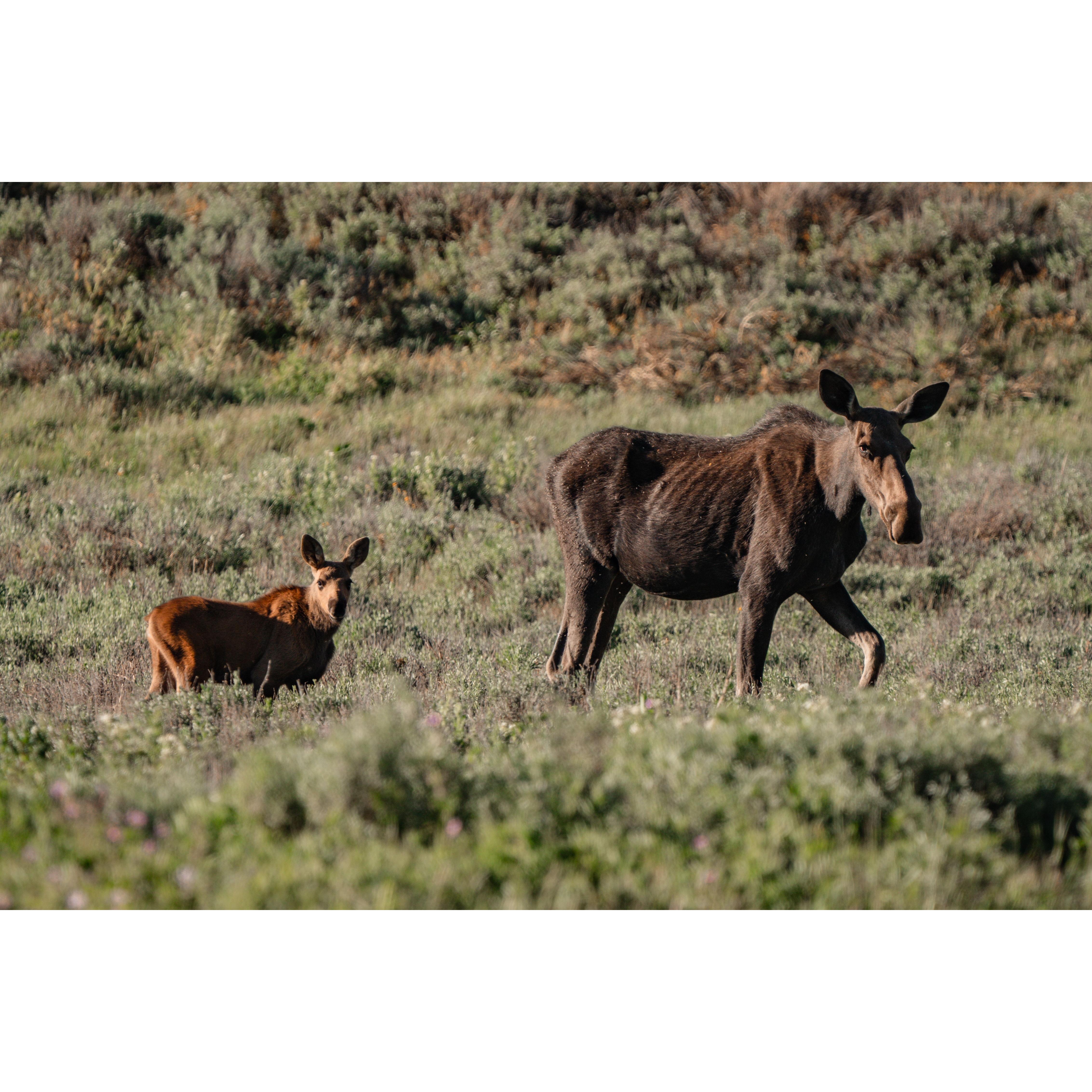 Mama and baby in the Uintas