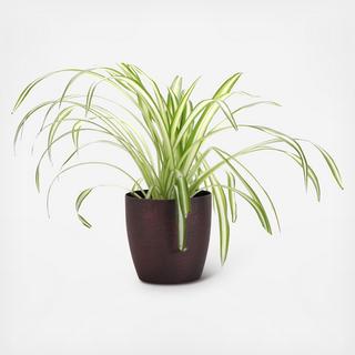 Spider Plant