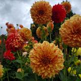 Point Defiance Gardens