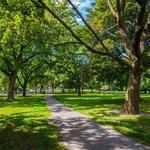 Trinity Bellwoods Park